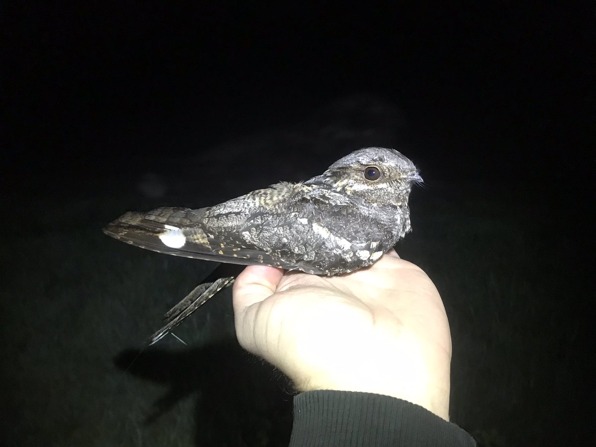 Ruben Evens tweet media