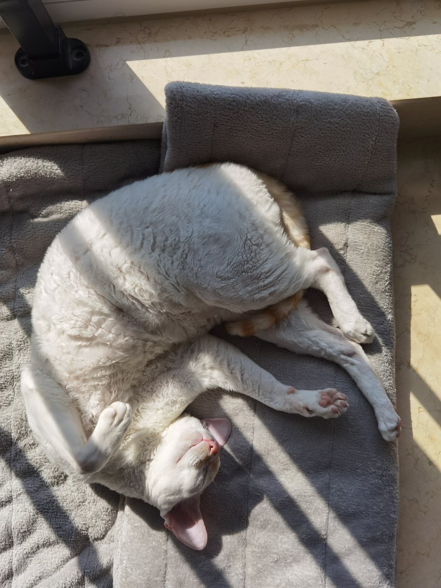 shihuiwen's tweet photo. 猫咪可以治愈焦虑的你  Cats can heal anxious you  #kitten #pet #cute #猫咪 #宠物 #anxiety #cure #FineFaunart #love #爱心 https://t.co/zk6XQOYlM9