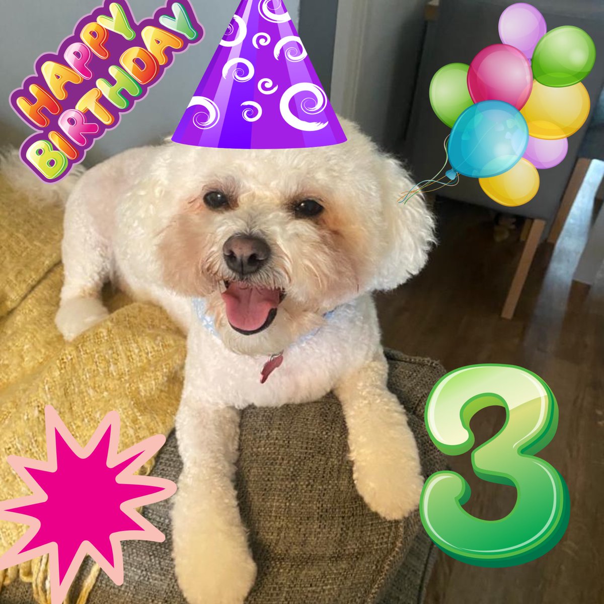 hammonster's tweet image. Happy 3rd birthday to our fun loving little Daisy. You give us so much joy every day and we love you very much! Presents later! 😍 @OtisBichon @jenny_bichon @Daisy_Tait @WalshKim @Monty_Bichon @OllyMister191 @mimmel99 @ElsaandEva @Paw_Palace #birthdaybichon #bichonfrise