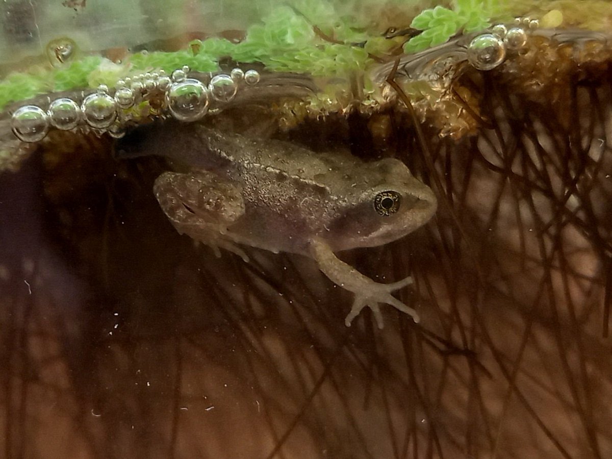 NurseryAPS's tweet photo. We have a young frog! https://t.co/f9I782TnN5