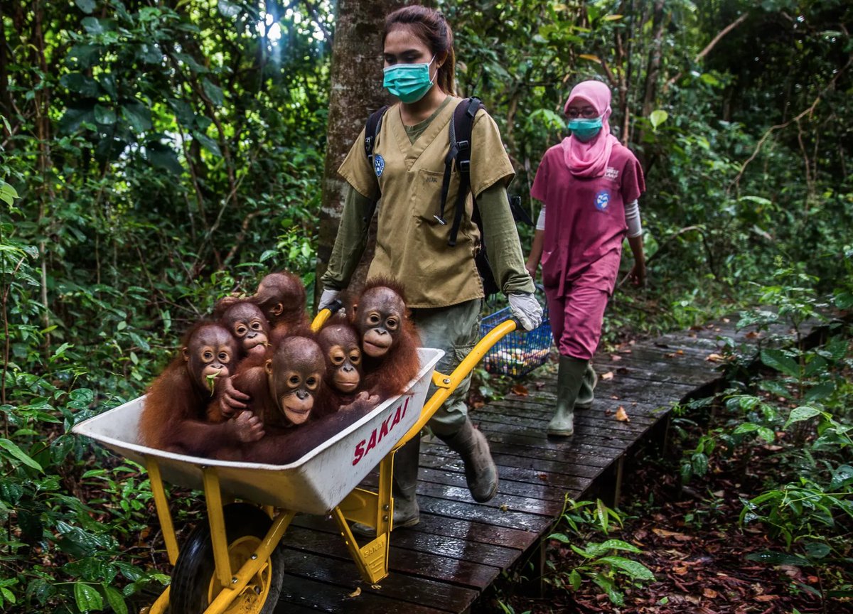 JMSC6041's tweet photo. Oh my -- these little faces just jumped out of this photo by Kemal Jufri for The New York Times. Appetite for palm oil is leading to deforestation and wiping out wild orangutans in Borneo. @nytclimate #deforestation https://t.co/80zkq8TjK3 https://t.co/D51mJ5fpua