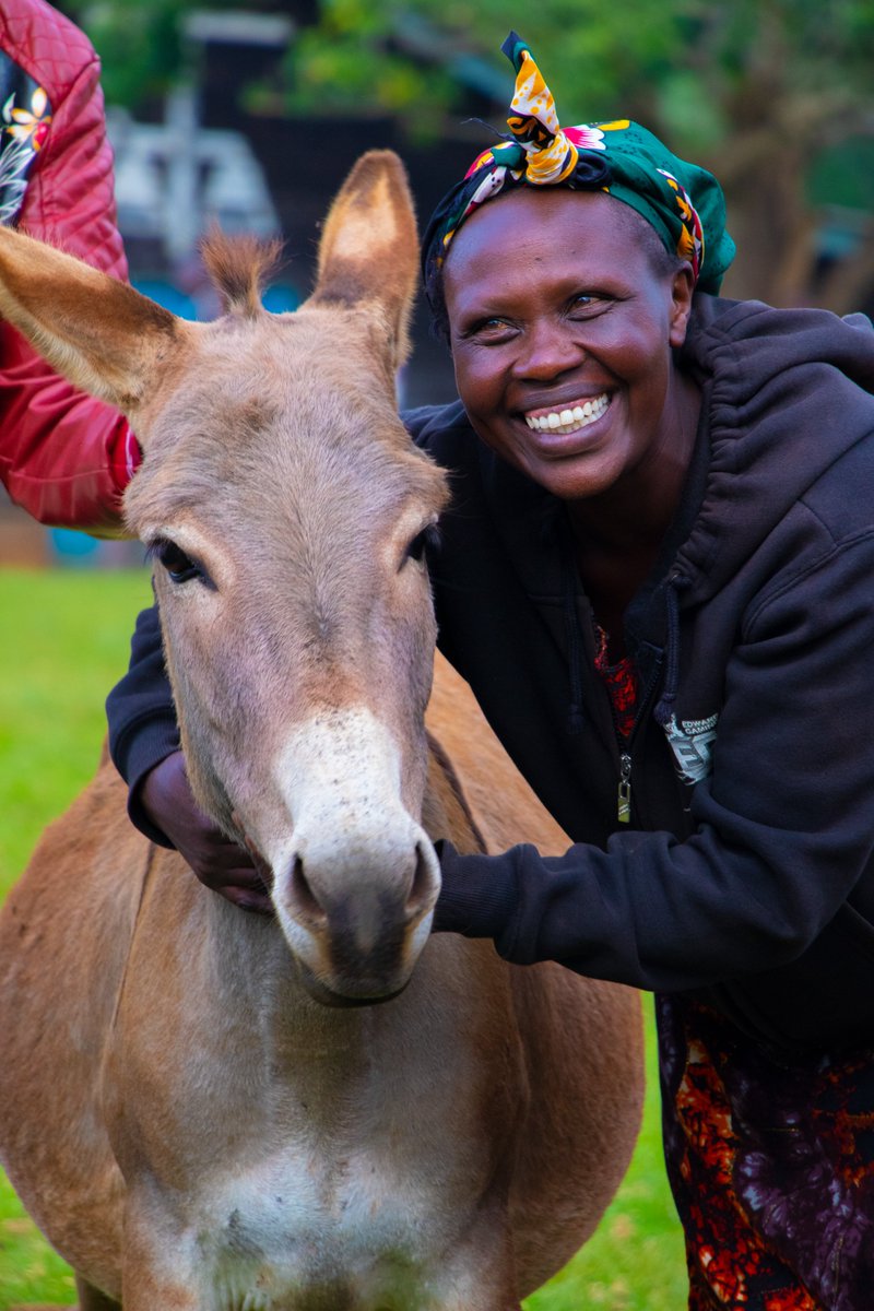 TheBrookeEA's tweet photo. 🌍 SDG5: Gender equality 👩🌾
Working equids support women with time-consuming tasks like fetching water. Income from these animals helps women pay for household essentials and empowers them. They contribute to gender equality. #GenderEquality #WorkingEquids https://t.co/gJrbfYPnlz
