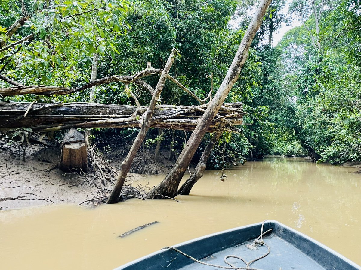 DeniFABRE's tweet photo. Monitoring climate change impact  in Borneo can exposed the researcher to unexpected danger on the road ;-) https://t.co/vfNT9xde4F