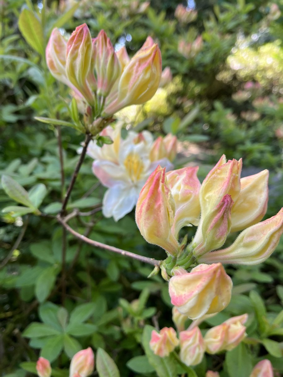 Trewithengarden's tweet photo. Morning with me on #mycommute is Rhododendron ‘Silver Slipper’ matching the weather with its sunny colours. 4th day of #rhododendronweek
@RCM_Group @PlantNetwork @CwllGardenSoc @The_RHS
#weather #sunny #spring #flowers #springgardendays https://t.co/dFHKE4vaPp