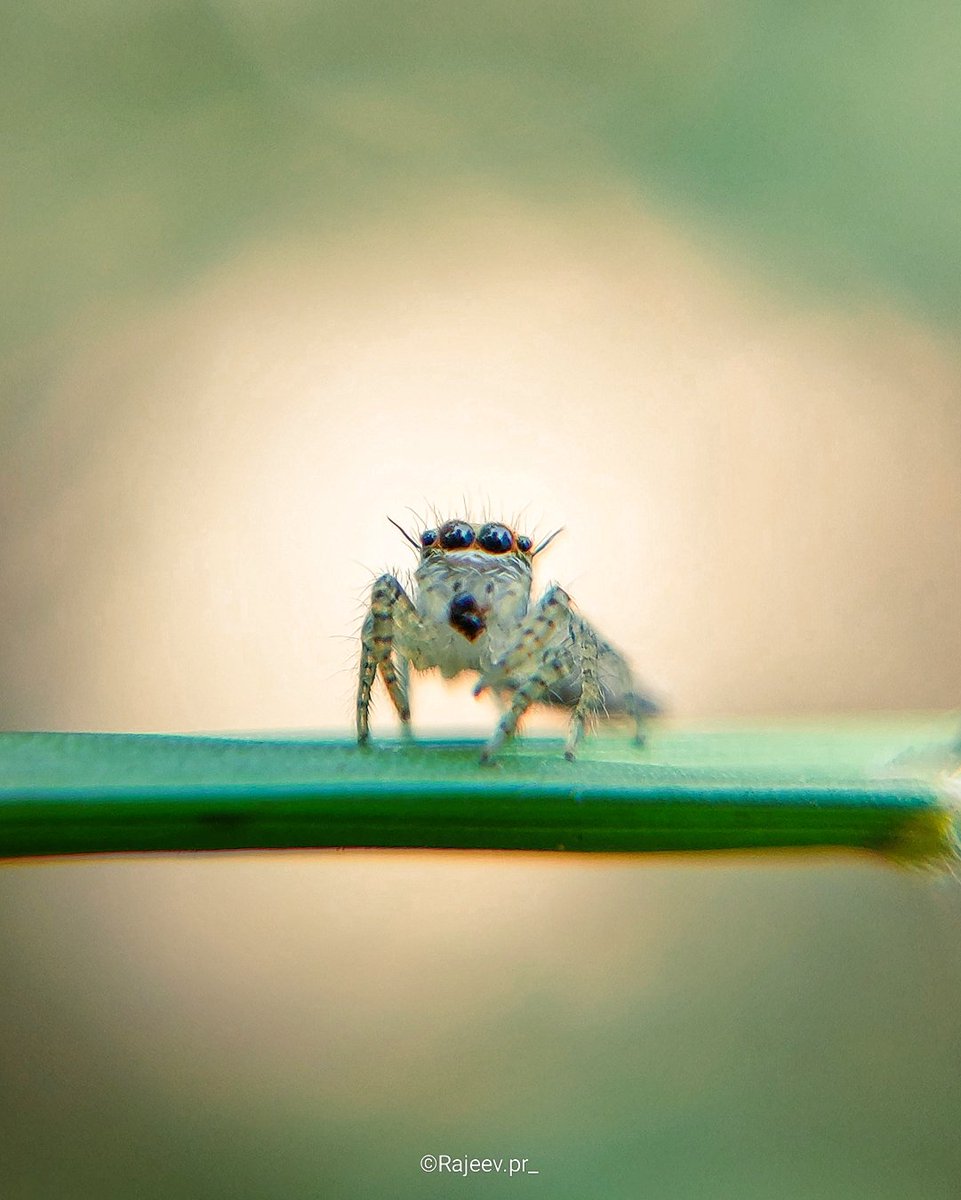 Rajeevprpr's tweet image. Am I cute.... ??? 
#NationalPhotoMonth
#OnePlusCommunity
#OnePlus6 #Shotononeplus #NeverSettle
#ShotOnSnapdragon
#Snapdragon
#SnapdragonInsiders
@Snapdragon
@Snapdragon_IN
Spider, macro, nature, mobilephotography