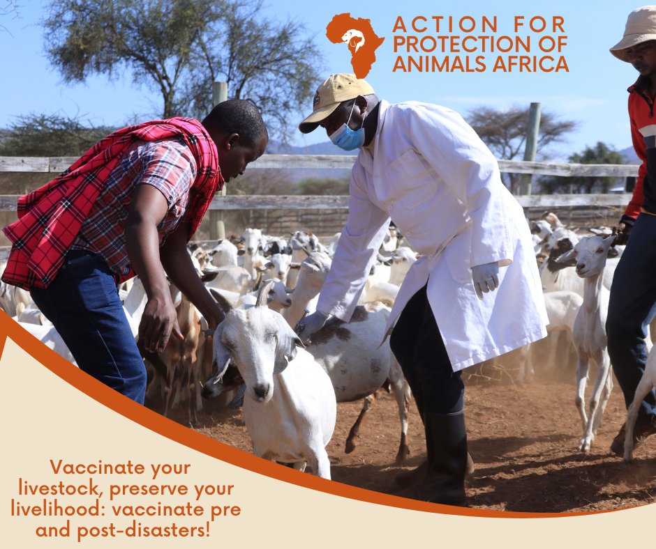action_apaa's tweet photo. Disasters can pose significant risks to livestock but we cannot let nature's fury compromise the safety of our animals.
Stay proactive by vaccinating your animals before & after disasters to minimize their vulnerability and safeguard community livelihood.
#AnimalsInDisasters https://t.co/alz7avD05r