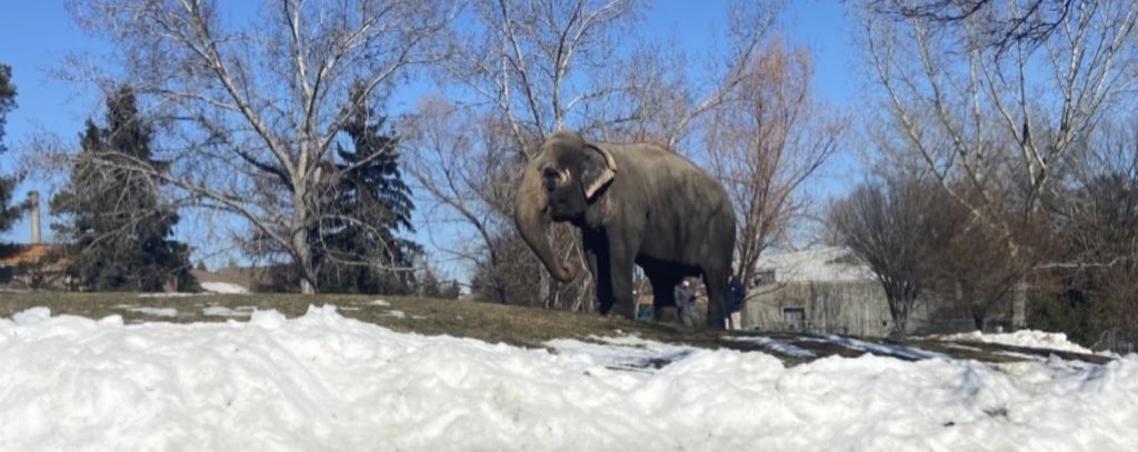 The Edmonton Valley Zoo is home to over 350 animals. So that’s 350 animals that have no freedom and no autonomy.

Crime rates in Edmonton are above average for Canadian cities

Edmonton is the 🏡 to the 🥶 loneliest 🐘 in the 🌎 🔒 in the worst zoo in N America
@AmarjeetSohiYEG