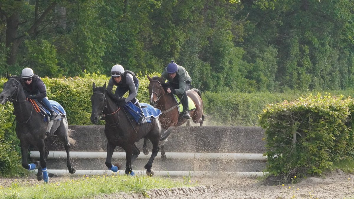 Shark Hanlon Racing tweet media