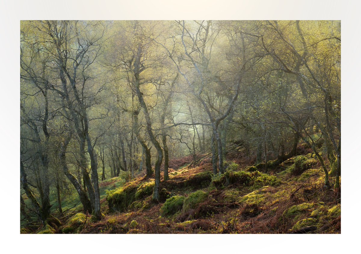 markprice0811's tweet photo. Good morning - loving seeing the woodlands come back to life…

#spring #woodland #sunrise #trees #sony #sigma #landscapephotography https://t.co/OQ7cEkR7F1