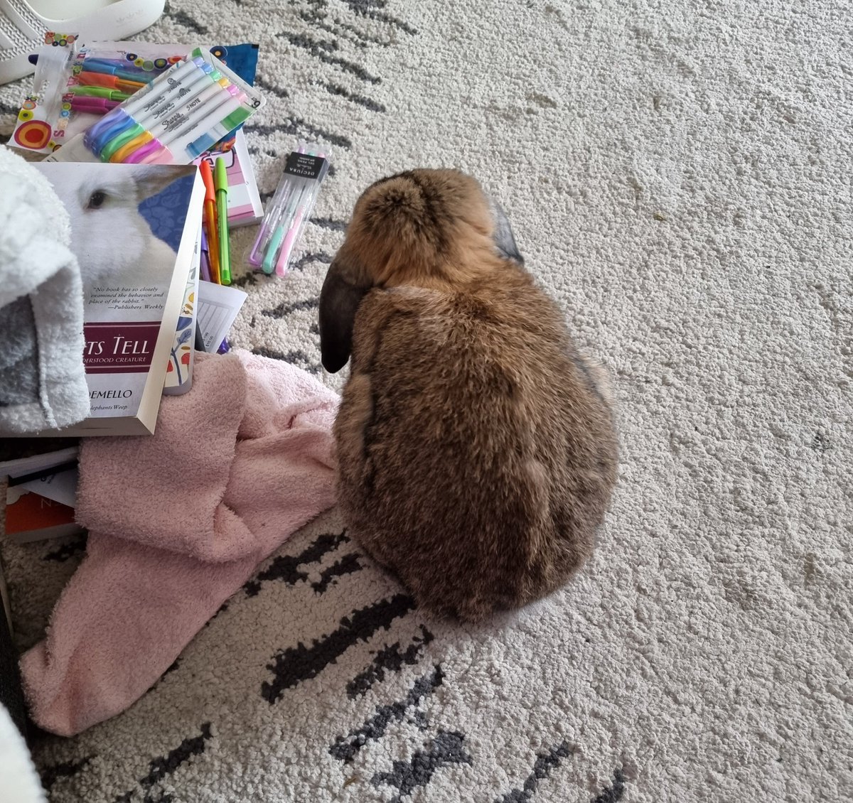 Just a smol bun pondering.....

🐇💭

#Scooby #BunniesOfTwitter #RabbitsOfTwitter #Bunny #Rabbit #AdoptDontShop #ThursdayThoughts