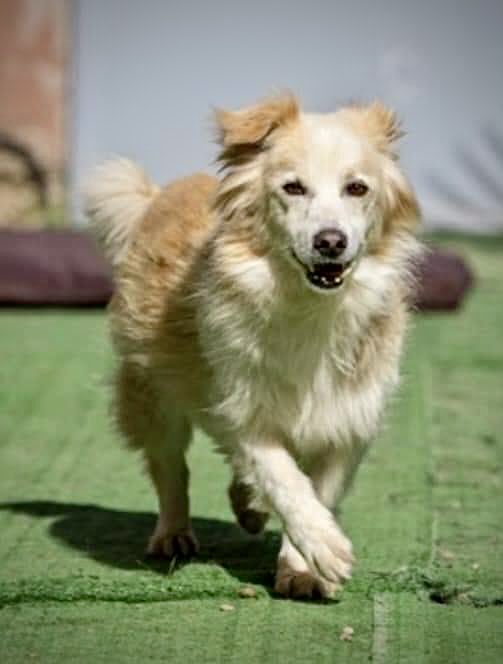 pattyfra1's tweet image. PATRIZIA FILIPPONI 
- Milano
🆘MIMMO CERCA CASA A MILANO E ZONE LIMITROFE🆘
Circa 10 anni passati in un canile del sud, tg piccola buonissimo
🔶INFO ☎️ 347.9006.075
#mimmo #canicercacasa 
🙏🆘🏡🙏🆘🏡🙏