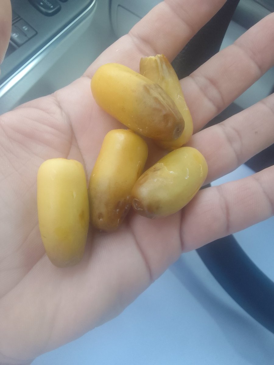 بداية رطب قرية الظويهر تابعة وادي حاجر