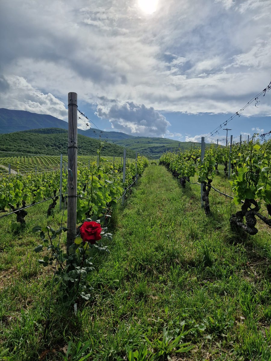 Med Pearls Project tweet media