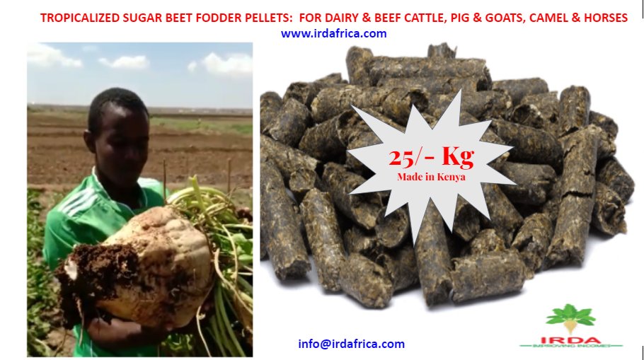 irdafrica_Kenya's tweet photo. @Ole_Tumanka @NEADAP_ @jrmitoko @KajiadoBees @SpryVoice You will not get far training #Kenya smallholder #farmers to grow fodder & keep #Livestock simultaneously. They don't have the capacity. They will lose #MONEY. Train them to grow #Kikuyu grass. They access high nutritional value #feedbeet pellets from IRDA through their Co-ops https://t.co/ChiXbZoTE8