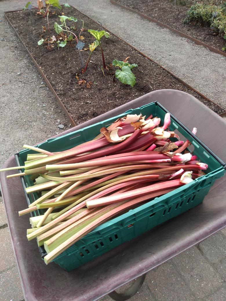 Edible Gardening Project tweet media