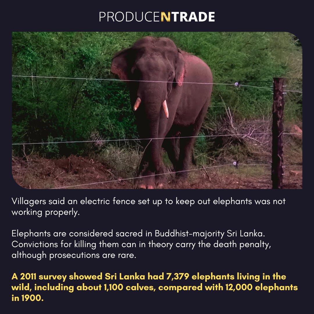 Sri Lanka Farmers Protest After Elephants Destroy Crops
#farmers #agriculture #farming #farmer #farm #farmlife #tractor #india #farmersmarket #nature #farmerlife #organic #food #agriculturelife #johndeere #farmerslife #agro #agri #tractors #newholland #harvest #fendt #kisan