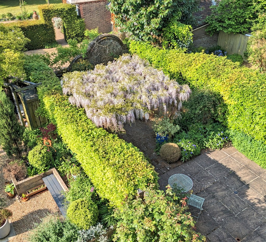 Next-doors' #wisteria covered pergola is in full magnificent flower #GardenEnvy