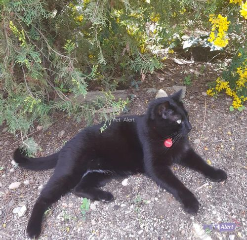 Nil Cat ||*|| 🎗🌊🐈🐩 tweet media
