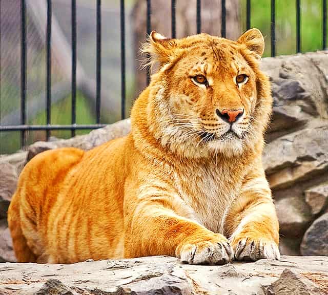 This is Liger. 
The liger is offspring of male lion and a female tiger.