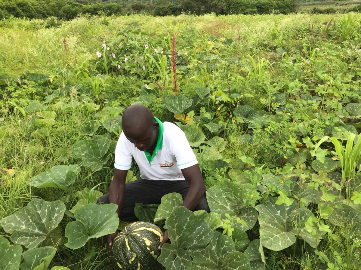 Meet Mr. Kashara Juma Erick, a KENAFF Siaya County youth member, and an IYFEP first cohort Alumni. This season, Mr. Kashara has ventured into the pumpkin value chain. He urges other youths to explore the realm of pumpkin farming.
#KENAFFYDP
#YOUTH 
#agriculture