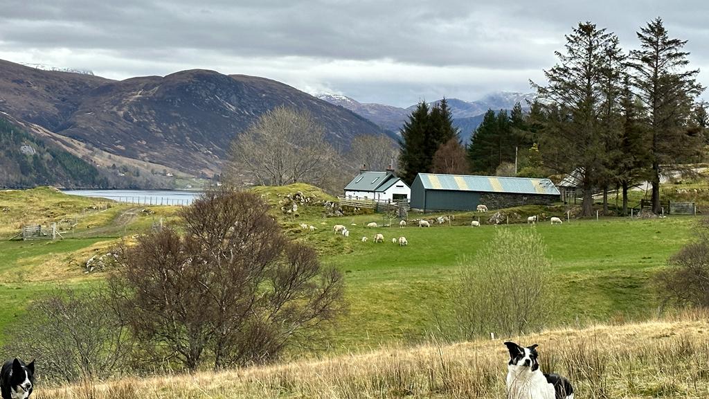 ScotAgritourism's tweet image. Next week's events begin @croft5loggie #Ullapool Tuesday 11 - 2. Particular focus on agritourism opps for crofts &amp;amp; the Highlands. Free &amp;amp; open to anyone with an agritourism interest - business owners/ thinking about it/suppliers/Ec Dev - all welcome bit.ly/3MdSKhi