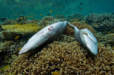 adri1545's tweet photo. A problem that sharks face is shark finning is the practice of cutting off the fins of a living shark and throwing the rest of the animal back into the sea. The shark sinks to the bottom and die a slow and painful death. #39canimals https://t.co/Vv5HB3EFeW