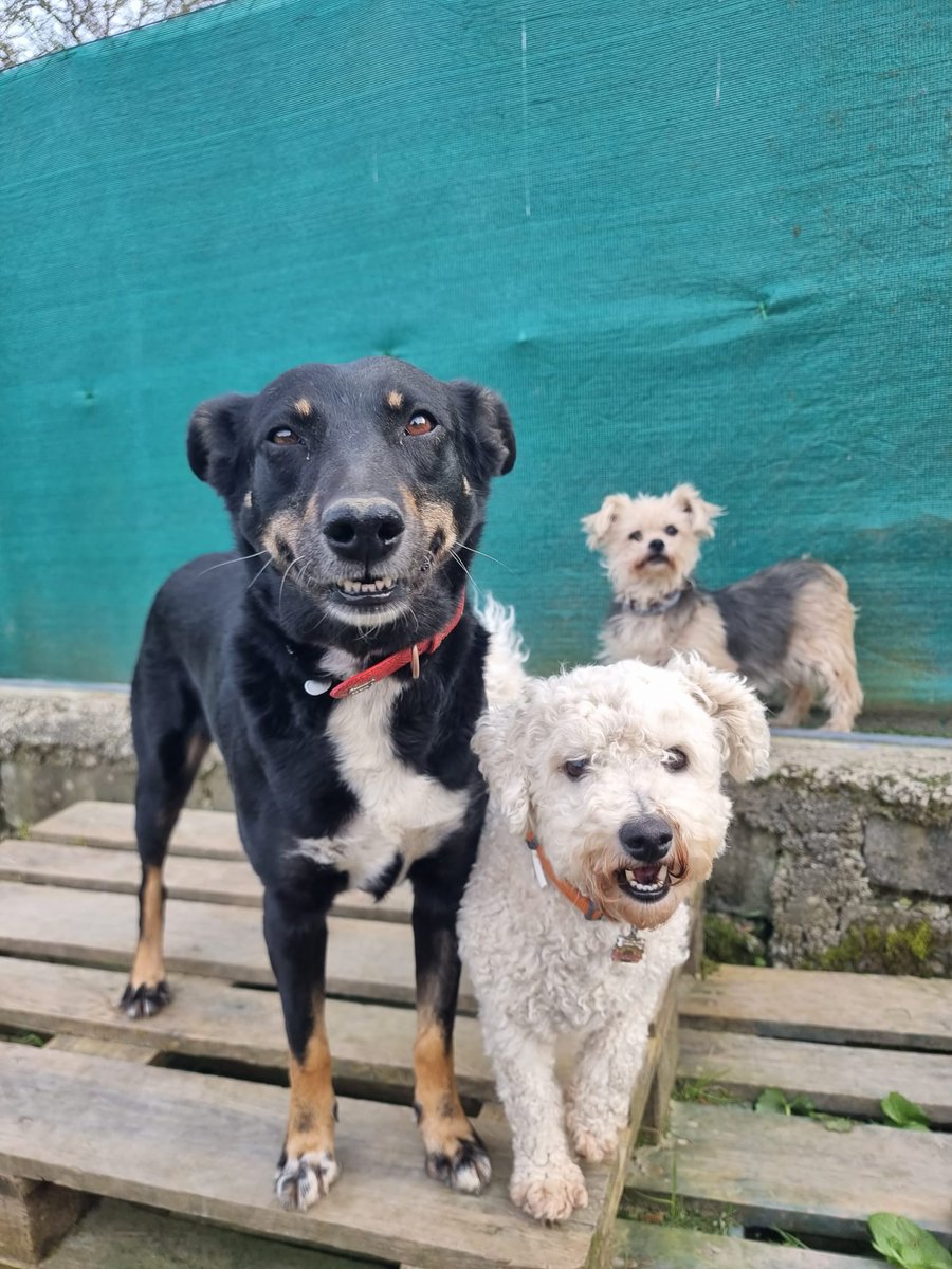 ➡️ #Lucas, #Nelo, #Willy y #Famara.... Os esperan con ganas de dar lo mejor de ellos, de acompañarte cada día de tu vida y ser los mejores compañeros...
#AdoptaUnPerroAdulto #Adoptaycambiaunavida 🙏🏽 🐾
@AbuelaCule @Cristin99573230 @celesgalan64 @CnovaGmez @Shalom79185 @Eli13H13