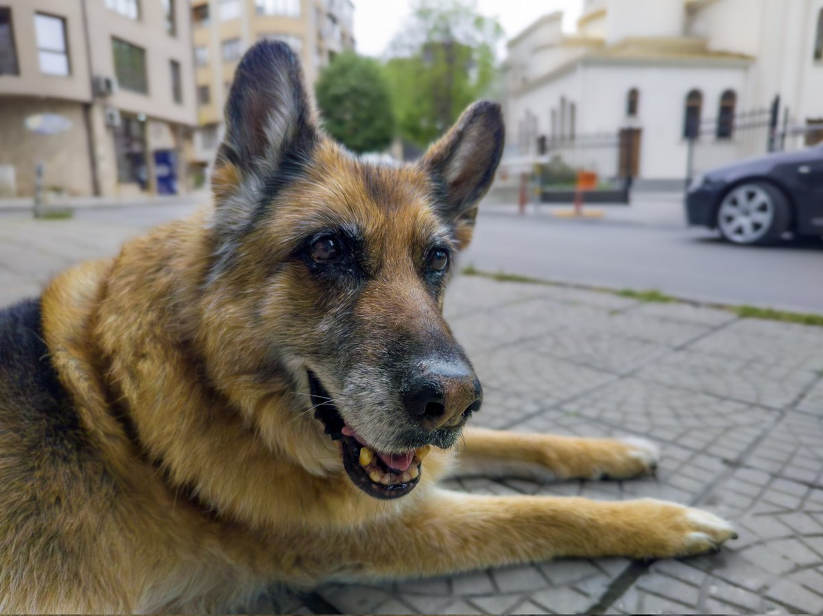 hglr's tweet photo. Jessy #xiaomiimagery #xiaomi #Xiaomi12TPro #dogs https://t.co/fkwzjUoFKJ