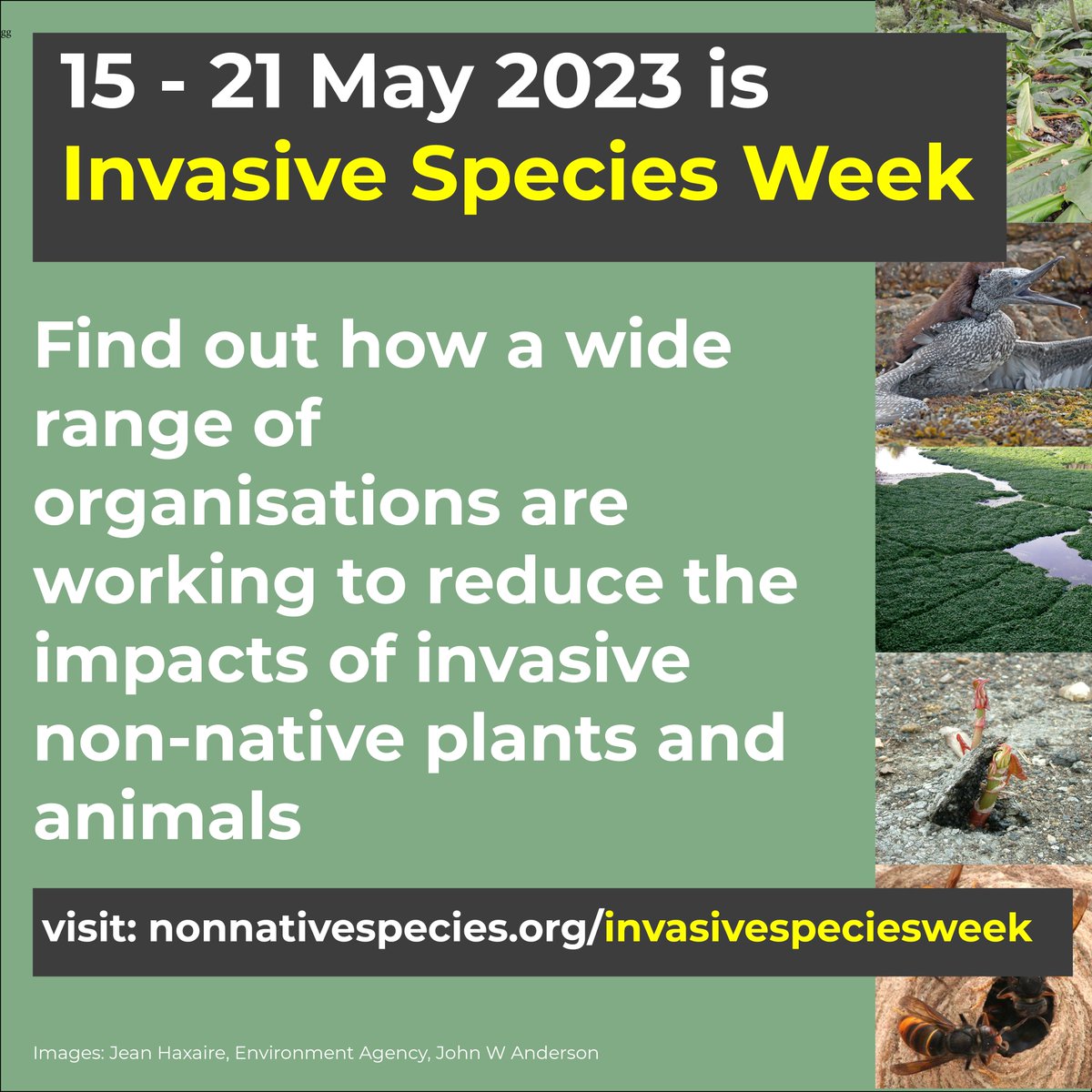 It’s #INNSweek 2023! 

Today we’re looking at what is being done to reduce the impacts of invasive non-native plants and animals. 

Throughout the day we’ll be sharing tweets from some of these projects. Visit the website to find out more nonnativespecies.org/invasivespecie… #Invasivespecies