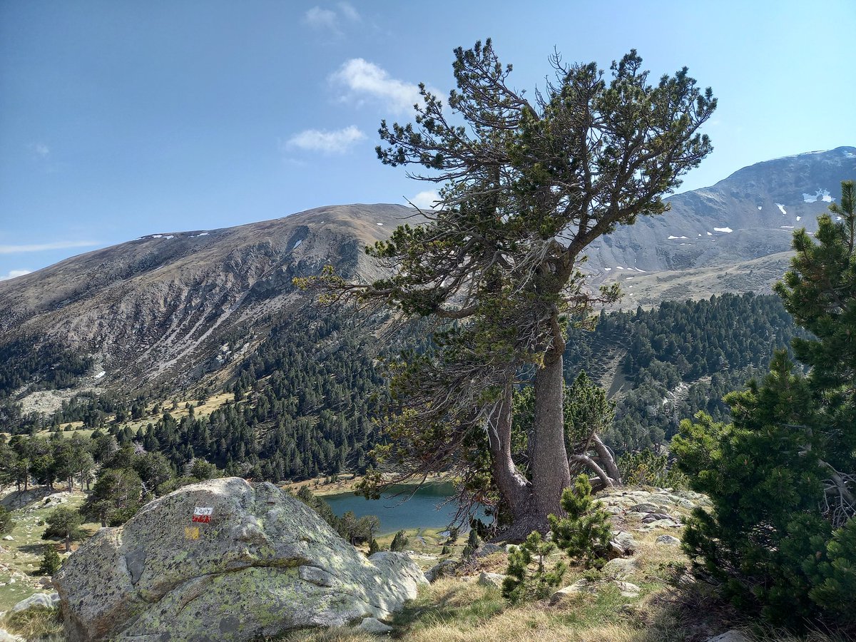 jelenalange's tweet image. High elevation #dendro sampling and #dendrometer + #microclimate sensor installation near beautiful Estanys de la Pera/Pyrenees with @JTumajer and @francesco9995! Looking forward to looking deeper into the inter- and intra-annual growth of these pines!