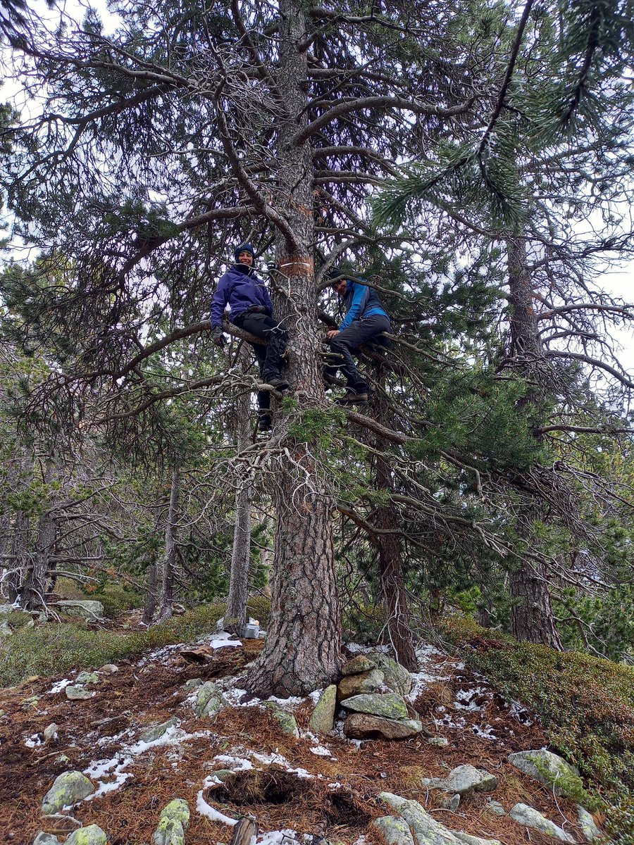 jelenalange's tweet image. High elevation #dendro sampling and #dendrometer + #microclimate sensor installation near beautiful Estanys de la Pera/Pyrenees with @JTumajer and @francesco9995! Looking forward to looking deeper into the inter- and intra-annual growth of these pines!