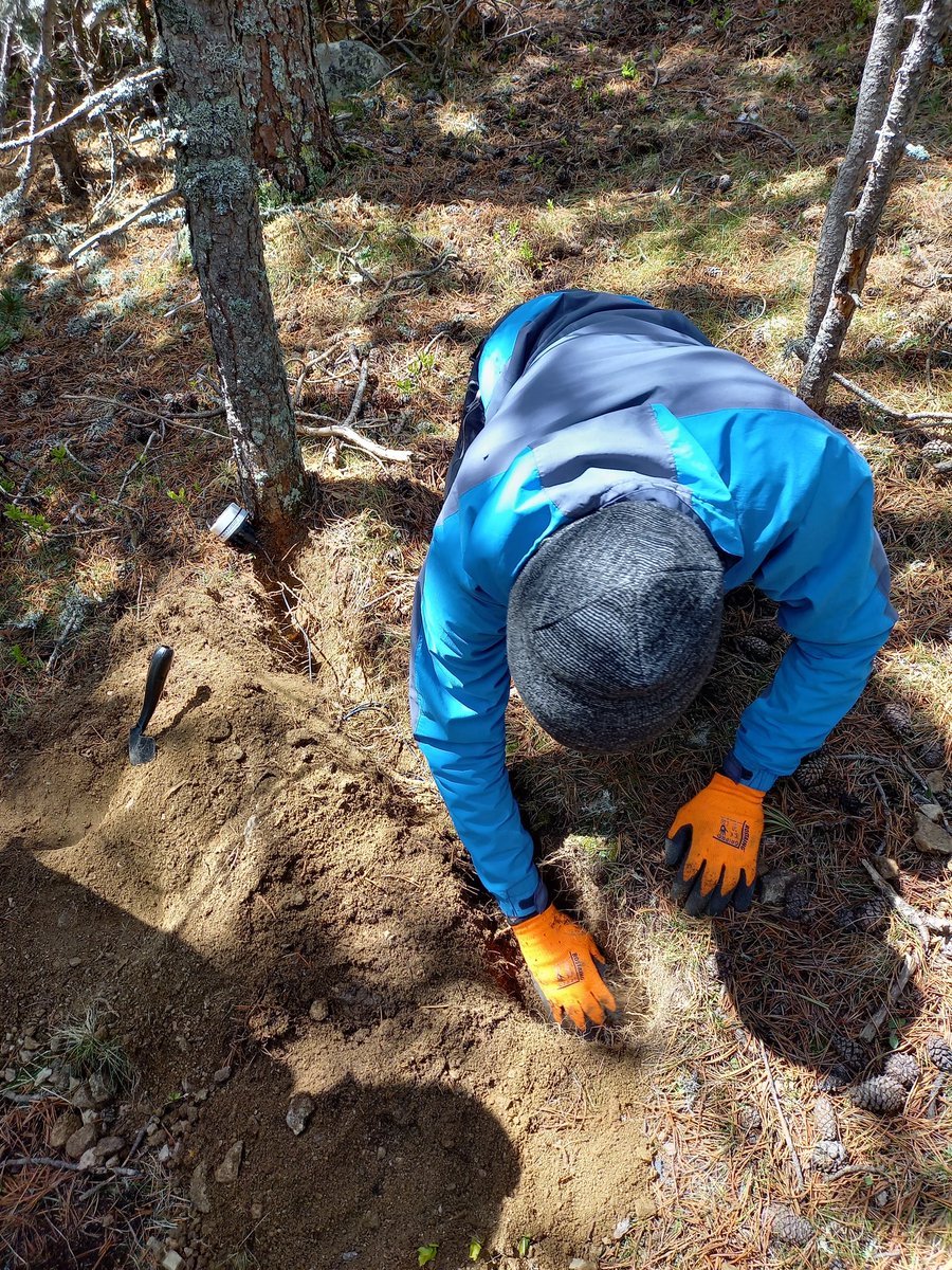 jelenalange's tweet image. High elevation #dendro sampling and #dendrometer + #microclimate sensor installation near beautiful Estanys de la Pera/Pyrenees with @JTumajer and @francesco9995! Looking forward to looking deeper into the inter- and intra-annual growth of these pines!
