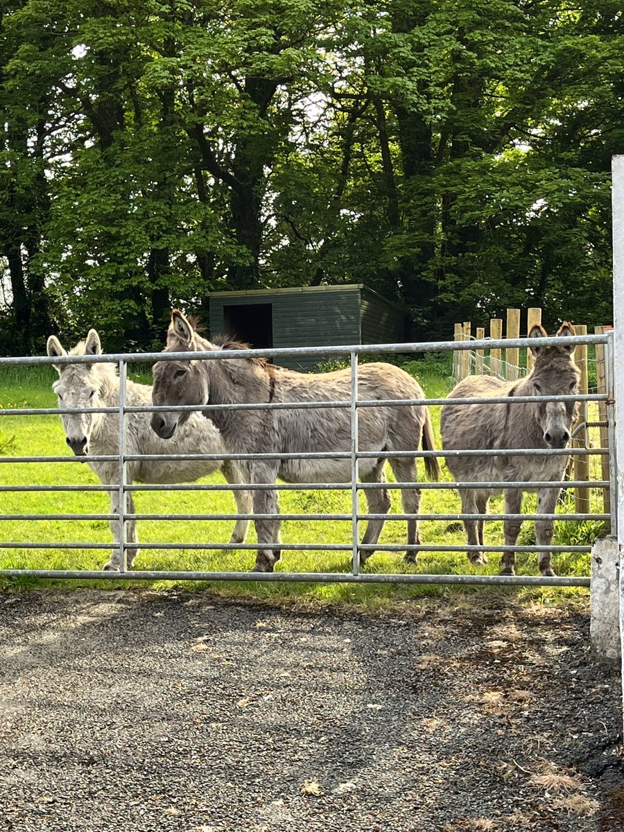 @HessionV @AngleseyScMedia @mertynabbot @SnowdonRailway @SnowdoniaHomes @ZipWorldUK Bore da good morning. I do love waking up to sunshine every morning for a change. Have a great day