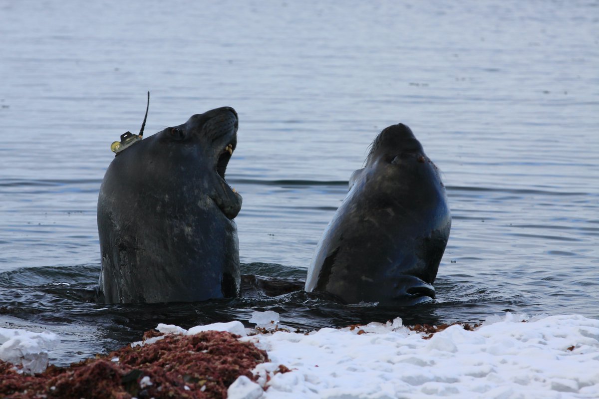 beeraquatic's tweet photo. Sharks with lasers are sooooo 1997, this month's Beer Aquatic is all about seals with sensors! Dr Sophie Bestley (@bestleysophie) will describe how her team uses Elephant Seals to study Antarctica's coast. 6:30pm 25th May @hobartbrewingco #marinescience #imas_utas #antarctica https://t.co/vBadfScxsb