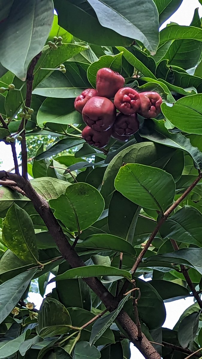 Alpinebhai On Twitter Today Gora Vegans Cannot Live Without The Seed Of This Fruit Which 
