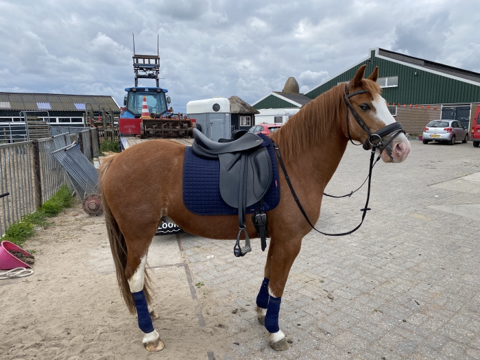 Welsh cob ruin paardenhandelaren.com/paardenhandel/… #paarden