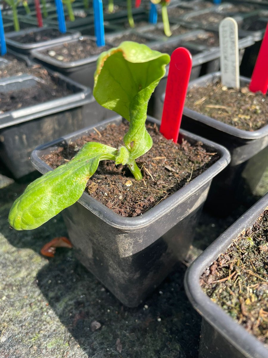 Here's a reminder not to throw away your old seeds...remarkably, this #LadyGodiva #squash #seedling has emerged from a 19-year-old #seed! 🌱 We'll keep you posted on how it progresses. #heritageveg #heritageseeds