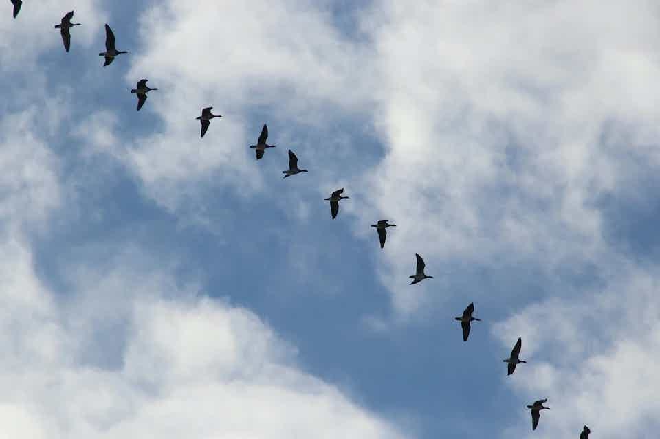 WonderVinod's tweet photo. 'World Migratory Bird Day' was on 13th May, 2023 this year and the theme for the day was “Water and its importance for Migratory Bird”, as water is fundamental to life on our planet. For the bulk of their life cycles, migratory birds are dependent on water habitats.
A few lines to honor them🐦🐤🦩 🦆🦅🦉🐧🕊🐓🦤

Whether it be in spring or fall
For many birds, it is a Migration call❗

A very awe inspiring phenomenon to see
The winged darlings getting ready to flee😄 

With just their body as fuel and with empty hands
These bold and beautiful wings reach out to far away lands😇

No visas, no valet, no compass or guide
All they get is the sky, open, vast and wide❗

And lo and behold, they take off one by one
Dots disappearing into the horizon❗

High up in the air, with no maps or signposts
These genius aviators keep  their course

Fly, fly and keep flying dear
There are mountains, oceans and whole continents to clear❗

It could be thousands of miles to fly
No sleep, and may not be even a wink
For some, the days will extend to a week
Nothing to eat or drink‼️

Every migration is an epic and often perilous feat
A test of endurance for their tiny heart beats

Habitat loss from human activity
Is alarming and of serious gravity
Birds are dying and nature must be crying

These unsung heroes are doing their duty
Nature's darlings are spreading so much beauty

To save their natural habitats, we must do our best
All they need is some food, water and place to rest.
🕊🦅🕊🦅🕊🦅🕊🦅🕊🦅

And now, a few Amazing Birdie facts✌🤩

🦤
Bar-headed geese〰️the highest flier
These champions of altitude scale upto 5.5 miles above sea level while crossing the himalayas.❗
But highest flight record is held by Ruppel's griffon vulture seen at 7miles above sea level, where it collided with an aeroplane and got killed😓

🐤
The great snipe〰️ fastest flier
It flies around 4,200 miles at speeds of up to 60mph❗

🐦
The bar-tailed godwit〰️longest non-stop flier
Can fly for nearly 7,000 miles without stopping, making it the bird with the longest recorded non-stop flight. During the eight-day journey, the bird doesn’t stop for food or rest, demonstrating jaw-dropping endurance‼️

And now Champions of maximum flying done in an Year👍😇🤩

🕊
The Arctic Tern
They fly a whooping 55923miles(90000km) in an Year‼️
In their life span of 30years, distance traveled equals 3 round trips to the moon😳

🦅
Short-tailed Shearwater
Distance travelled: 30,000 km in a year.
Also known as the Tasmanian Muttonbird, this globetrotter migrates every year from its breeding grounds in Tasmania and southern Australia to Kamchatka in the Russian Far East, to then continue on to the Aleutian Islands in Alaska, then circle around the Pacific Ocean and travel back along the western coast of North America.

🦩
Alaskan-based northern wheaters travel up to 18,000 miles over the course of the year. This is enough to earn them first place in terms of songbirds that migrate the longest.   

🦆
The pectoral sandpiper migrates up to 18,000 miles over the course of a year.

The march of the penguins
Species: Adélie Penguin Pygoscelis adeliae
Max distance recorded: 17,600 km

🐧
It’s not all about flying❗ Flightless birds such as penguins also migrate.😎 

This is the case of the Adélie Penguin, known to trek an average 8077miles( 13,000 km) every year, following the sun from their breeding colony to their winter grounds in the Ross Sea region of Antarctica and back‼️

How about taking a bow for these amazing beauties of nature🙏🙇‍♂️😍

#worldmigratorybirdday 
#nature
#naturelovers