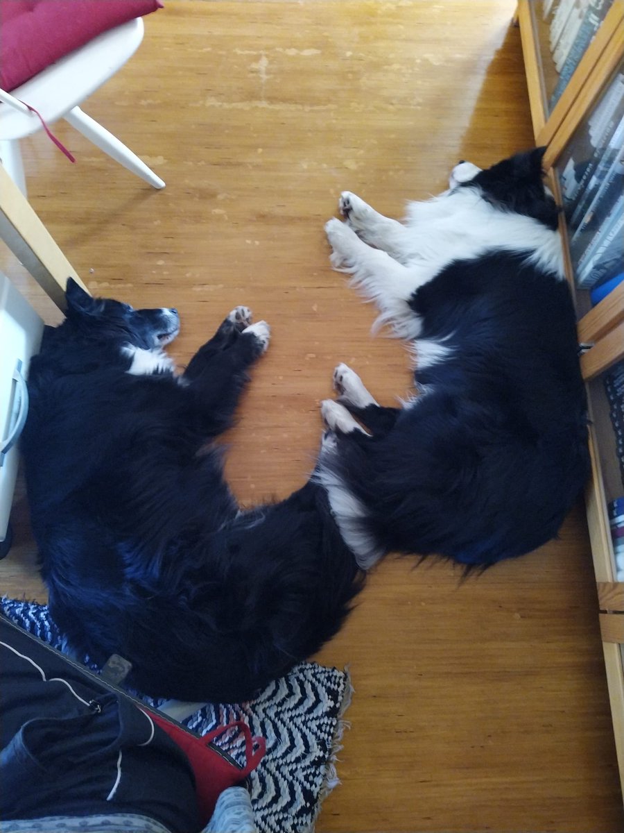 LeenaKoivisto's tweet photo. @Summer__SSMJ @KoponenMartti Tästä mallia: working bordercollies 😁 https://t.co/RT7VqPQSBu