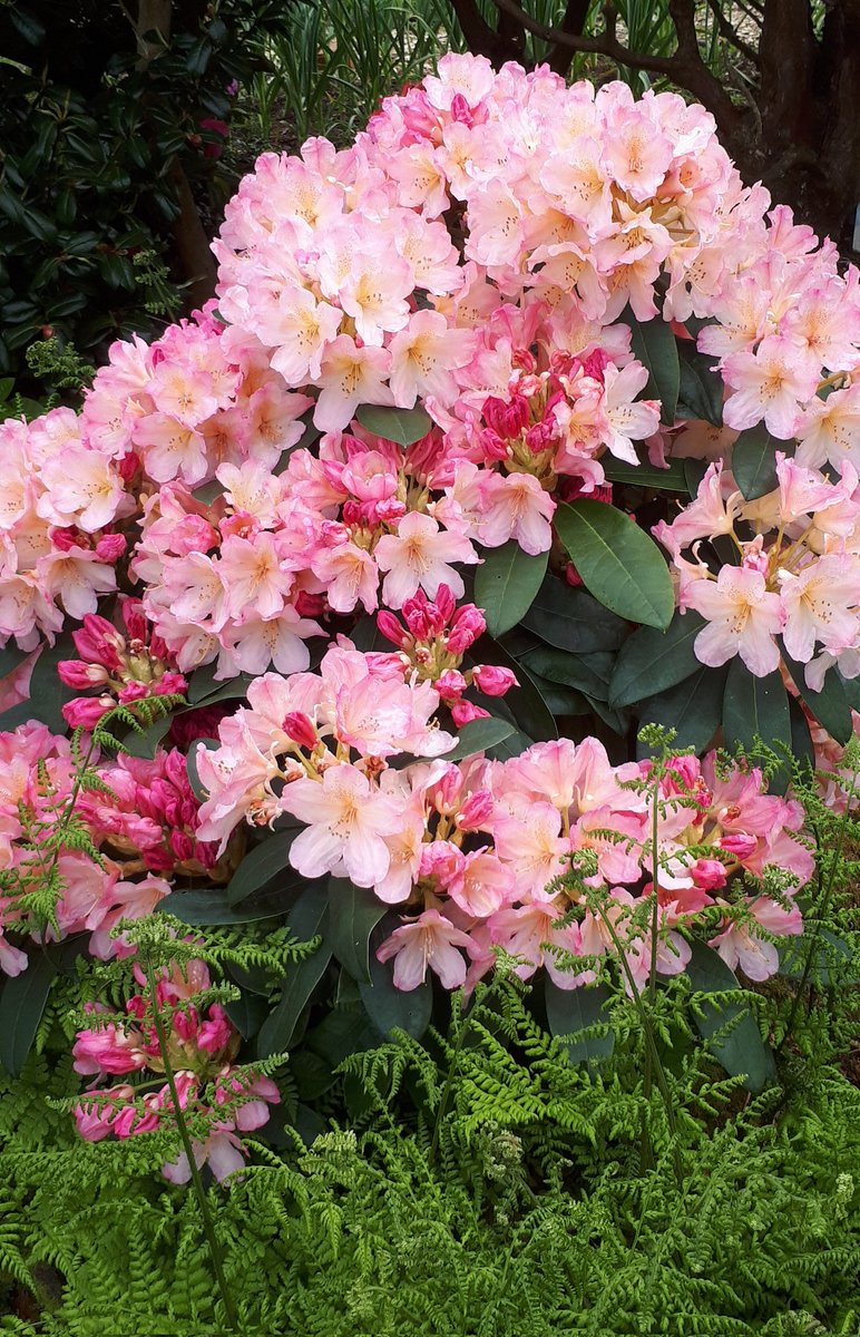 aNorthernGarden's tweet image. Good morning gardening Tweeps. Rhododendron Percy Wiseman looking fab at present.
