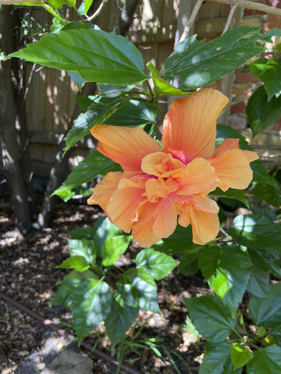 @DoYouEvenLif A special hibiscus from my late parents’ garden. #Beaumaris