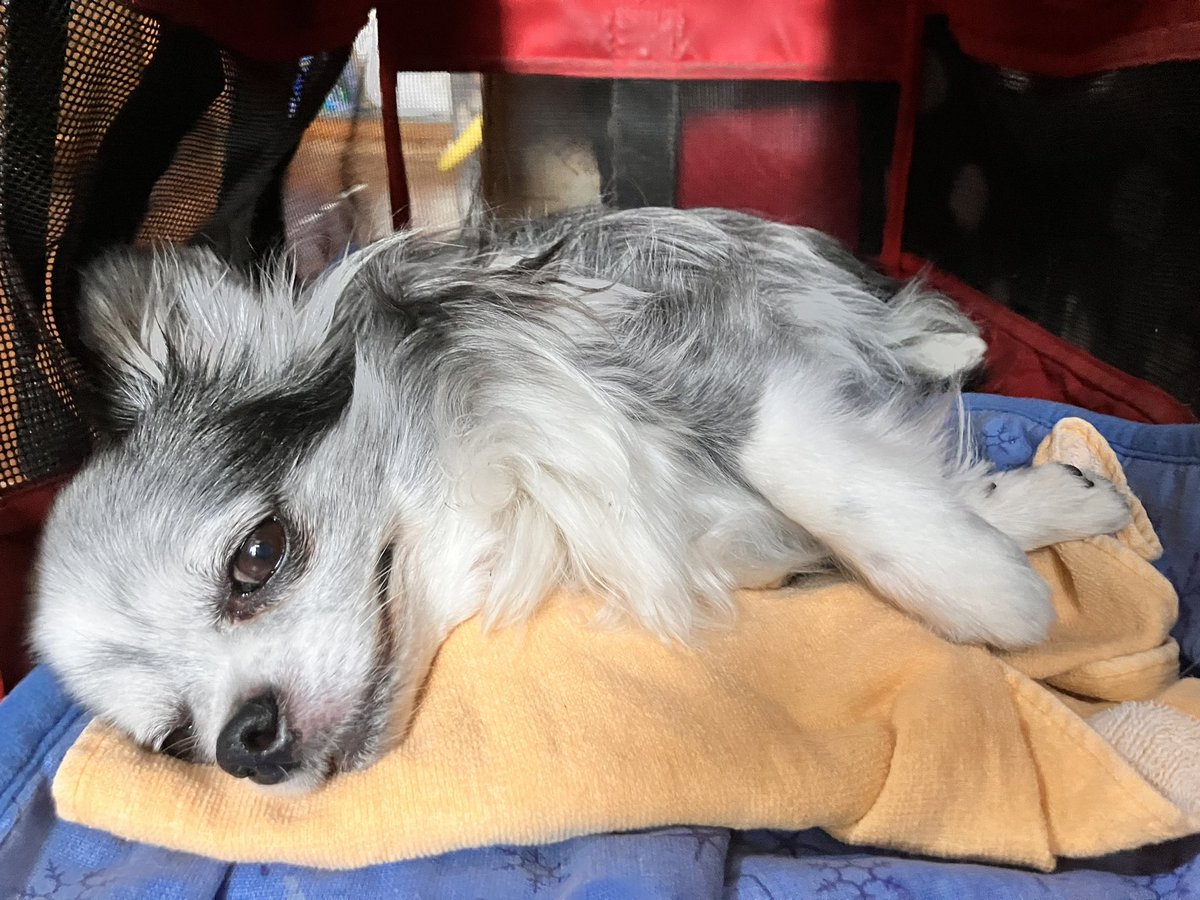 アイスノンに魅了された犬

#チワワのいる暮らし 
#犬のいる暮らし https://t.co/PYRExPL8aR