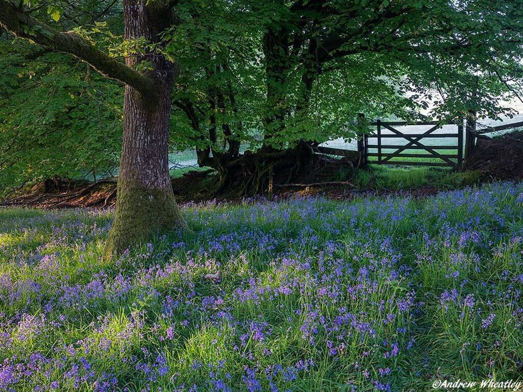 It’s bluebell season. Here’s a fabulous image by @andrew.wheatley2 from last year - please tag us in your 2023 bluebell shots. Happy bluebelling. instagr.am/p/CsYEPeKM6AU/