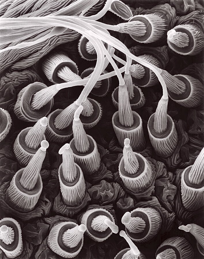 electron microscope picture of spider silk gland spigots through which silk is being secreted
