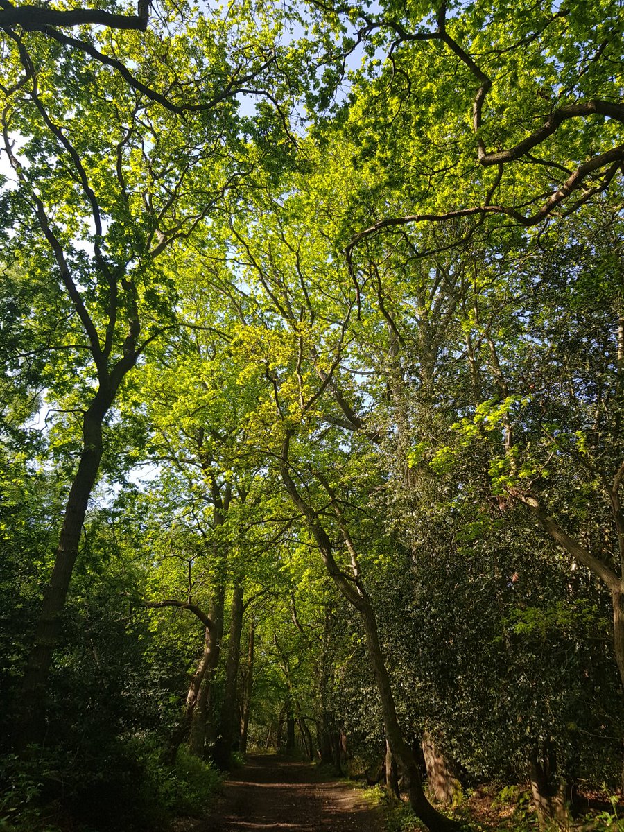As spring moves into summer and the trees burst into vibrant green leaf, a morning walk in Foxes Wood, #Croydon, really is succour for the soul.