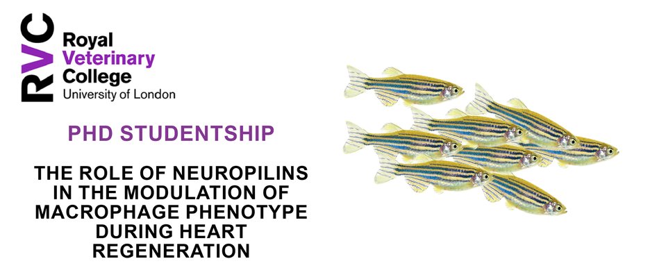 Join our lab for a 3-year PhD studentship funded by the @acmedsci and the @RoyalVetCollege! Exciting project on heart regeneration using zebrafish. @ZebrafishRock #ZebrafishJobs #PhD 
Application opened until the 04/06/2023. Please RT.
rvc.ac.uk/study/postgrad…
