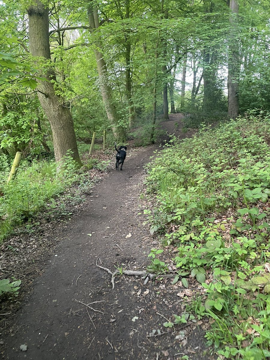 popsyclunk's tweet photo. Brilliant #peoplesplaylist @laurenlaverne @BBC6Music today! Taking me right back with a bit of UKG and Flowers -feeling more 26 than 46 right now ! It’s a glorious day In this morning - Otto was chuffed with his early morning walk! Sally in Derbyshire :) https://t.co/QClozKAh0E