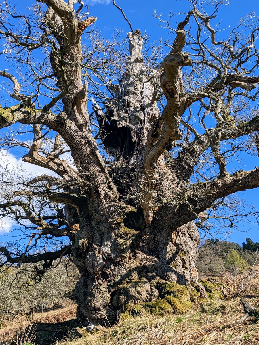 As parliament debate #AccessToNature today, a personal essay.

Deep in my valley is a tree so old it makes my bones ache. There are only a handful like it in the country, and its boughs harbour some of our oldest stories.

Yet almost no-one has ever seen it. 🧵