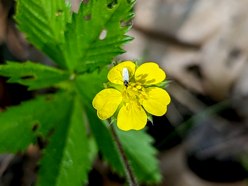 AndiFerguson1's tweet photo. #PhotoOfTheDay. It's unassuming #wildflowers time in the #woods.
clockwise: #cinqfoil #blackberry #falsestrawberry #houndstongue https://t.co/Ak2wH3ZFwy