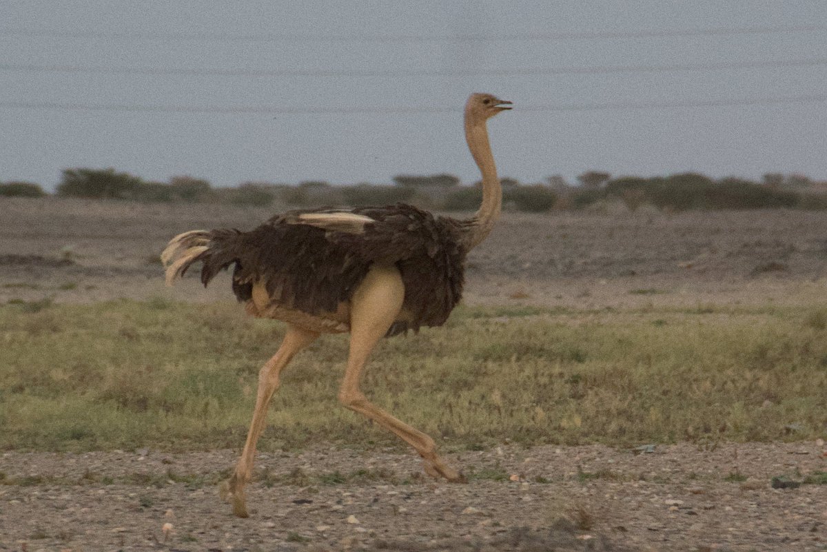 Thank you very much <a href="/NCW_center/">المركز الوطني لتنمية الحياة الفطرية</a> for your excellent hospitality over the last couple of days! It has been fascinating to learn about your amazing conservation work, and a fantastic experience to see the wildlife of Saudi Arabia! Including but not limited to the attached photos